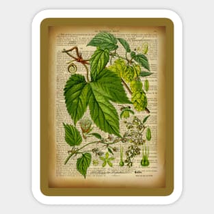 Botanical print, on old book page Hoops Sticker